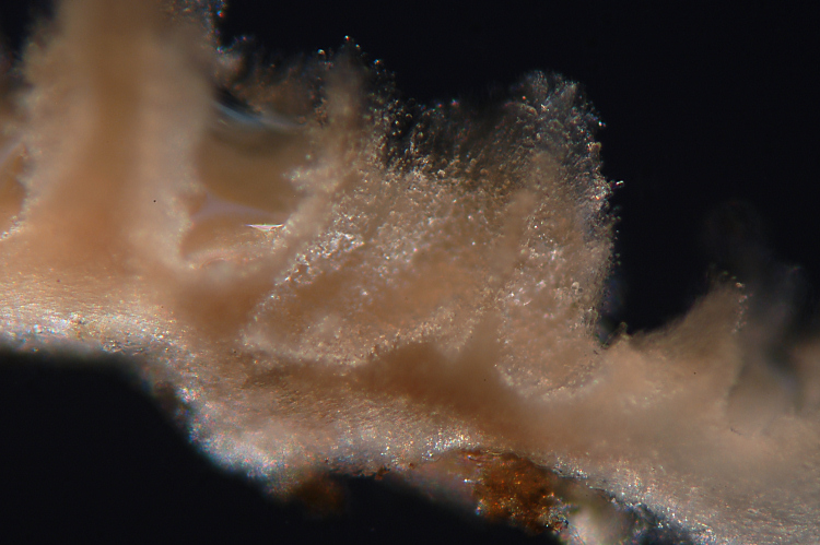 Altra crosta da determinare-foto 0927 (Trichaptum abietinum)